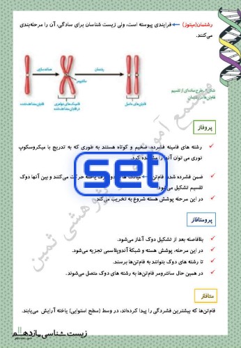 فصل ششم: تقسیم یاخته